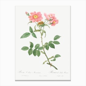 Rose Of Lady Monson, Pierre Joseph Redoute Canvas Print