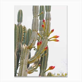 Tall Cactus Flowers Canvas Print