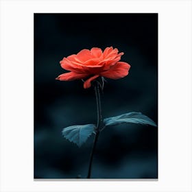 Dark Rose 168 Canvas Print