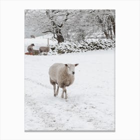 Sheep In Snow Canvas Print