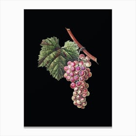 Vintage Grape Vine Botanical Illustration on Solid Black n.0505 Canvas Print