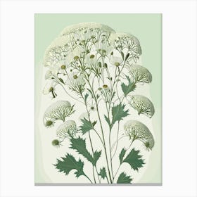 Queen Anne's Lace Wildflower Vintage Botanical Canvas Print