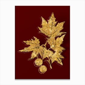 Vintage Old World Sycamore Botanical in Gold on Red Canvas Print