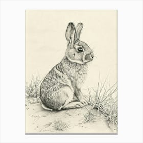 Chinchilla Rabbit Drawing 2 Canvas Print