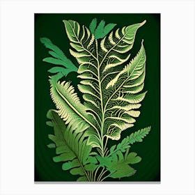 Sensitive Fern 1 Vintage Botanical Poster Canvas Print