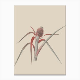 Cactus Flower Canvas Print