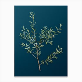 Vintage Myrtle Dahoon Branch Botanical Art on Teal Blue n.0163 Canvas Print
