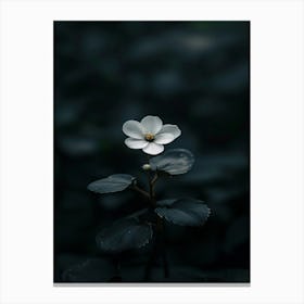 White Flower In The Dark 20 Canvas Print