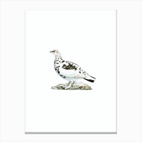 Vintage Rock Ptarmigan Bird Illustration on Pure White n.0120 Canvas Print