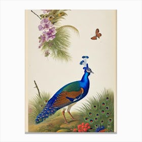 Peacock James Audubon Vintage Style Bird Canvas Print