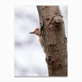 Woodpecker peeking out from behind a tree Canvas Print