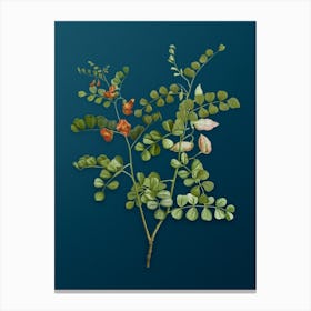 Vintage Blood Spotted Bladder Senna Botanical Art on Teal Blue Canvas Print