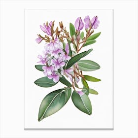 Mountain Laurel Wildflower Watercolour Canvas Print