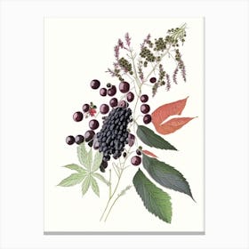 Elderberry Spices And Herbs Pencil Illustration 1 Canvas Print