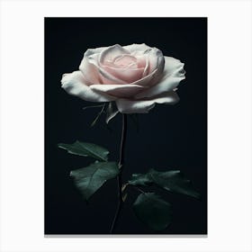 Single Rose 9 Canvas Print