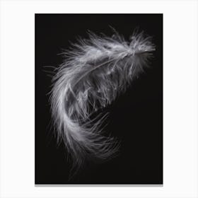 Black And White Feather 2 Canvas Print