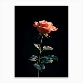 Single Rose On Black Background 28 Canvas Print