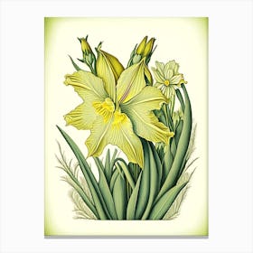 Daffodil Wildflower Vintage Botanical Canvas Print