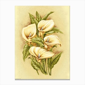 Calla Lily 2 Canvas Print