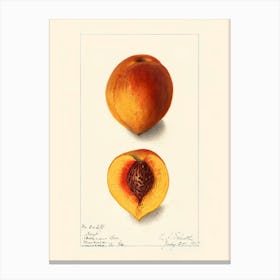 Peach Canvas Print