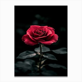 Dark Rose 160 Canvas Print