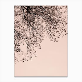 Branches against the sky Canvas Print