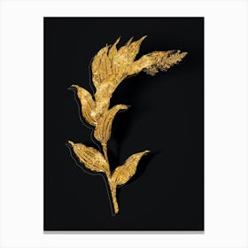 Vintage Treacleberry Botanical in Gold on Black n.0616 Canvas Print