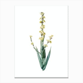 Vintage Pale Yellow Eyed Grass Botanical Illustration on Pure White n.0933 Canvas Print
