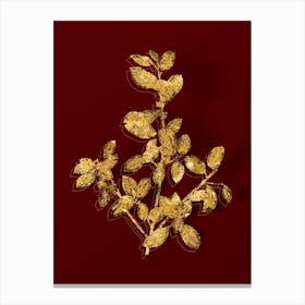 Vintage Italian Buckthorn Botanical in Gold on Red n.0369 Canvas Print