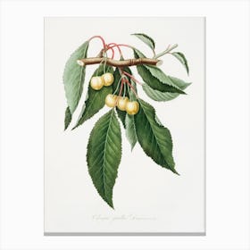 Cherry (Cerasus Duracina) From Pomona Italiana (1817 - 1839), Giorgio Gallesio Canvas Print