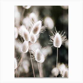 Bunny Tail Flowers Canvas Print