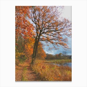 Autumn In The Woods 1 Canvas Print