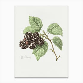 English Hedgerow Blackberry - Textured Botanical Wall Print Set | Floral Collection Art Print Canvas Print
