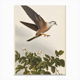 Dove James Audubon Vintage Style Bird Canvas Print