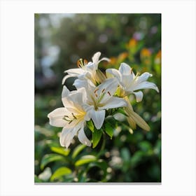 White Lily Canvas Print