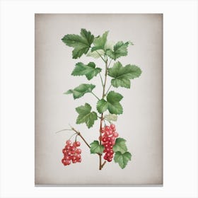 Vintage Redcurrant Plant Botanical on Parchment Canvas Print