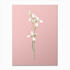 Vintage Siberian Iris Botanical on Soft Pink n.0198 Canvas Print