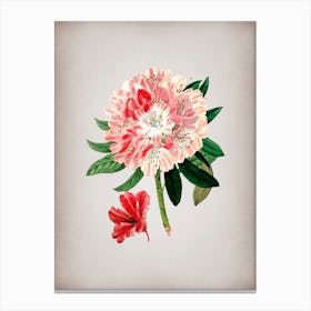 Vintage Rhododendron Flower Botanical on Parchment n.0040 Canvas Print