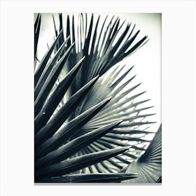Palm Shade 2 Canvas Print