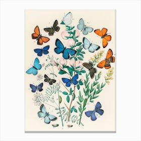 Butterflies Canvas Print Canvas Print