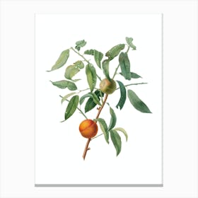 Vintage Peach Botanical Illustration on Pure White n.0318 Canvas Print