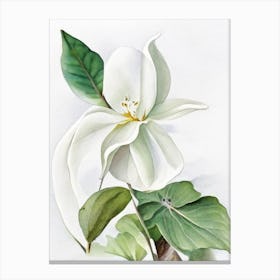 White Trillium Wildflower Watercolour 2 Canvas Print