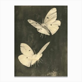 Two White Butterflies Canvas Print