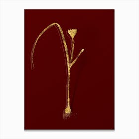 Vintage Cape Tulip Botanical in Gold on Red n.0583 Canvas Print