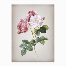 Vintage Pink Damask Rose Botanical on Parchment n.0065 Canvas Print