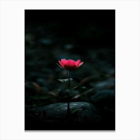 Single Flower In The Dark 56 Canvas Print