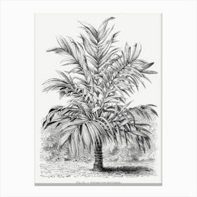 Vintage Palm Tree Art Print _2643187 Canvas Print