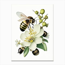 Pollination Bees 3 Vintage Canvas Print