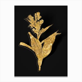 Vintage False Helleborine Botanical in Gold on Black n.0237 Canvas Print
