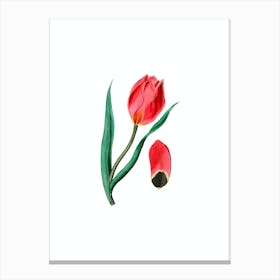 Vintage Sun's Eye Tulip Botanical Illustration on Pure White Canvas Print